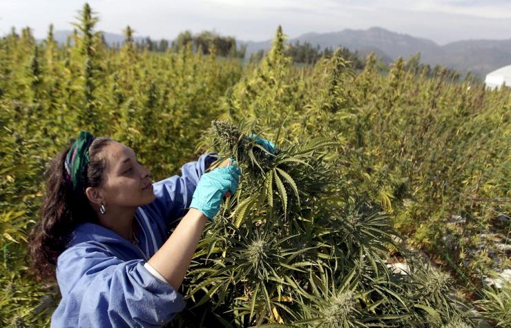 cannabis-farming
